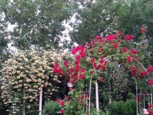 Pnącza w 5-letnim ogrodzie